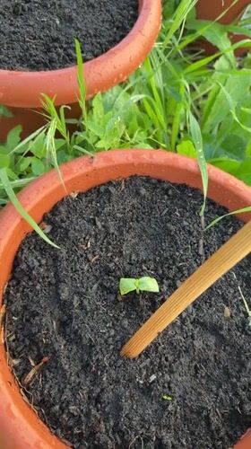 Plant seedlings observed growing in terracotta pots in Montenegro