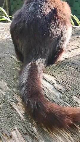 The media file shows the hindquarters and tail of a small, furry animal, possibly a dog or a squirrel, resting on a weathered wooden surface. The animal's fur is primarily dark brown with lighter brown and grey streaks, especially along its tail. The tail is bushy and appears to be in motion, twitching slightly from side to side. The wooden surface has a rough texture with visible grain and appears to be aged, possibly part of a log or an old fence. Sunlight filters through, casting shadows and highlighting the textures of both the animal's fur and the wood. In the lower left corner of the frame, some green foliage is visible, suggesting an outdoor setting with vegetation. The overall impression is a close-up, natural shot of an animal in a rustic environment. The time of day appears to be daytime, with bright sunlight indicating clear weather. There is no visible text in the media file.