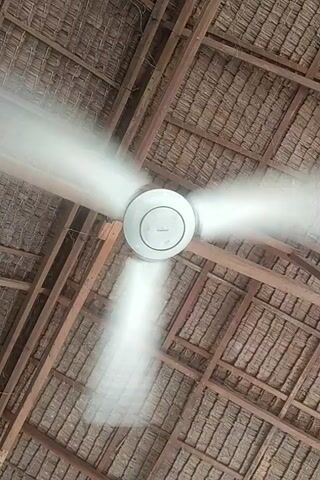 A white three-bladed ceiling fan rotates rapidly in the center of the frame, its blades appearing blurred due to motion. The fan is mounted on a ceiling constructed from natural, woven material, likely thatch or straw, supported by exposed wooden beams. The camera is positioned looking directly upwards at the fan and ceiling. Human voices speaking in an indistinct language are audible in the background.