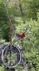 Rural life documented in Zlatograd, Bulgaria through animal encounters
