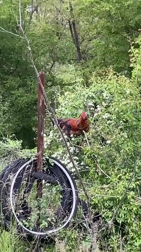Rural life documented in Zlatograd, Bulgaria through animal encounters