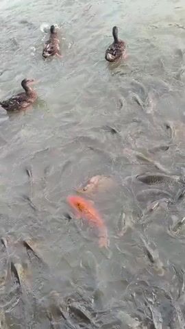 In this media file, a body of water is teeming with life. Several ducks swim on the surface, their dark feathers creating a contrast with the murky water. Beneath them, a dense school of fish churns the water, their scales shimmering. Dominating the scene is a large, vibrantly orange koi fish, its distinct color making it stand out from the multitude of other fish. The water appears somewhat cloudy, suggesting it might be a pond or a slow-moving river. The overall impression is one of abundance and natural activity. The lighting suggests it is daytime, with no distinct shadows indicating it is not midday. There are no people visible in the footage, nor any man-made structures that would offer specific location cues, aside from the implied presence of a shore or bank at the bottom of the frame. The focus is entirely on the aquatic life and the dynamic interaction between the ducks and the fish. The presence of ducks and koi suggests a park or a pond that is managed to some extent to support both wildlife and ornamental fish.