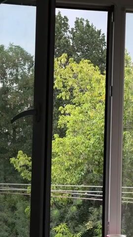 The video shows a view through an open window, looking out at trees and the sky. The window frame is visible on the left and right sides of the screen, with a handle on the left frame. Lush green trees are visible outside, with some leaves appearing lighter green and yellow. Power lines are visible in the distance, strung between poles. The sky appears overcast.