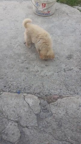 A light-colored fluffy puppy is playing on a concrete surface. A white plastic bucket is visible to the left of the puppy, with some text on it that is partially obscured. The puppy appears to be sniffing or pawing at something on the ground. In the last frame, a person's foot wearing a blue sneaker is visible. The scene appears to be outdoors, likely in a yard or alley, with cracked concrete and some greenery visible in the background. The lighting suggests it is daytime. The puppy's playful behavior is the central focus.