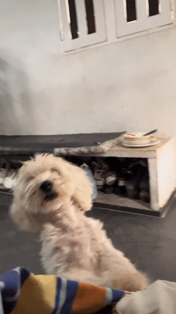 Two dogs roam a Juan Griego home on a July evening