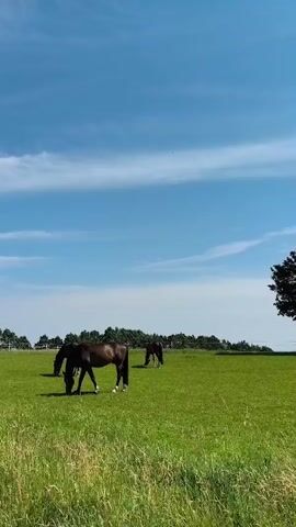 The video shows a bright, sunny day with a clear blue sky and white clouds. In the foreground, tall green grass sways gently. In the middle ground, two dark-colored horses are grazing in a lush green field. The horse on the left is closer to the camera and is bending its head down to eat. The horse on the right is further away and also grazing. A fence can be seen in the distance, and beyond that, a line of trees. The overall scene depicts a peaceful pastoral setting.