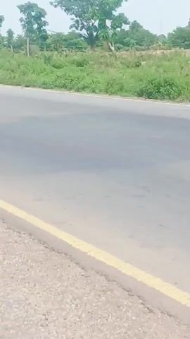 A white vehicle, possibly a Peugeot station wagon, drives towards the camera on a paved road. The vehicle is in disrepair, with rust evident on the lower panels. A man in a red jersey with the number 27 is lying on the roof of the vehicle. A cow is also situated on the roof. The vehicle moves at a moderate speed. The roadside is lined with green vegetation and trees.