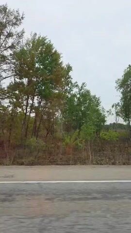 The video shows a view from a moving vehicle of trees along the side of a road. The sky is overcast. The road surface is wet. There is a white line on the edge of the road. The trees are green and brown.