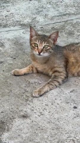 A tabby cat lies on a concrete surface. The cat is facing left and then turns its head to look at the camera. The cat has green eyes and striped fur.