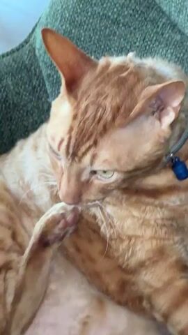 A close-up shot shows an orange tabby cat with curly fur. The cat is lying down, possibly on a couch, as suggested by a green textured fabric in the background. The cat has large ears and is wearing a light gray collar with a blue tag. Its right front paw is raised, and its tongue is extended, licking its nose. The cat's gaze is directed slightly off-camera. The lighting is bright, highlighting the cat's features and the texture of its fur.