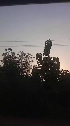 The video shows a landscape at sunset, viewed from a moving vehicle. The sun is low in the sky, creating a bright spot behind trees and other vegetation. The sky transitions from a light blue at the top to a brighter, yellow-orange hue near the horizon. Power lines run across the upper part of the frame. The ground is mostly obscured by trees and shrubs, and glimpses of fields and buildings can be seen in the distance.