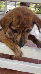 Curious puppy stands on hind legs at fence in Vietnam
