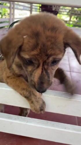 Curious puppy stands on hind legs at fence in Vietnam