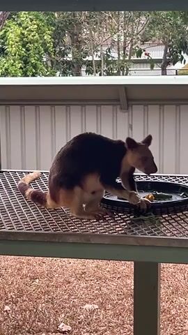 A tree kangaroo sits on a metal table and eats from a black dish containing food, such as green leaves and possibly fruit. The background shows a white corrugated wall and some greenery. The table appears to be on a porch or balcony.