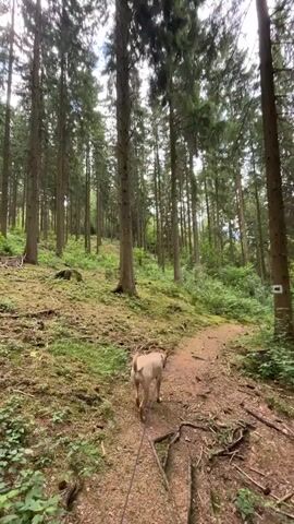 The video shows a light brown dog with a black leash walking on a dirt path in a forest. The dog is in the center of the frame, walking away from the camera. The path is surrounded by tall trees and green undergrowth. The ground is covered in dirt, leaves, and moss. The sun is shining through the trees, creating dappled light on the forest floor. There are some fallen branches and twigs on the path. The overall impression is one of a peaceful walk in nature.