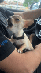 Person and chihuahua photographed in casual moments in Sofia
