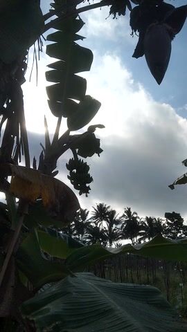 A low-angle video captures a banana tree and banana blossom against a bright, cloudy sky. The camera is tilted, so the sky appears in the upper half of the frame, with the banana tree foliage and blossom forming a silhouette against it. In the distance, a line of silhouetted palm trees is visible against the bright sky. The overall impression is of looking up through dense tropical foliage towards the sky.
