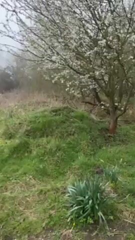 The camera pans from right to left, revealing a grove of trees with white blossoms on a cloudy day. The ground is covered in green grass and some patches of brown leaves. There are some daffodils growing in the foreground. The trees are fairly small and spaced apart. The area appears to be a field or meadow with the grove of trees in the middle. The sky is overcast. There are no people visible.