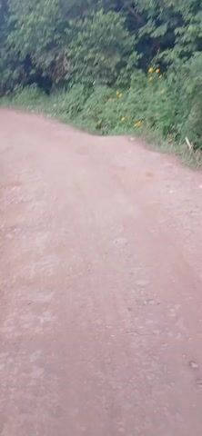 The video presents a low-angle view of a dirt road bordered by dense vegetation. The road is a light brown color and shows signs of wear, with visible tire tracks. On either side of the road, lush green bushes and trees create a dense barrier. The leaves of the plants vary in size and texture, and some yellow flowers are visible among the greenery. In the distance, the landscape rises slightly, covered with more trees and shrubs. The sky is overcast, providing soft, diffused lighting. The camera appears to be in motion, steadily moving forward along the road. There are no people or animals visible in the frame.