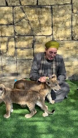 In an outdoor enclosure with a stone-like wall backdrop and artificial green turf, a man wearing a grey tunic, plaid scarf, and a yellow head covering sits on his knees. He is holding a baby bottle with a white nipple to the mouth of a lion cub, which is standing and appears to be drinking. Another lion cub stands to the left of the first cub, facing away from the camera. To the right of the seated man, another man in a white shirt and striped pants is seated, holding a baby. The man holding the baby is looking towards the lion cub and the first man. A hand holding a phone is visible in the lower right corner of the frame. The lighting suggests a bright, sunny day.