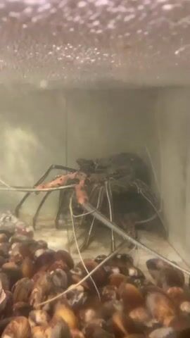 The video shows a close-up view of a spiny lobster in a tank. The lobster is dark in color with reddish-orange legs and long antennae. It is resting on a bed of small, brown, shell-like objects, possibly in an aquarium or a display tank. The water appears murky, and there are bubbles on the surface. The lighting is dim, suggesting it could be an indoor setting. The lobster is stationary, and its many legs are visible. The tank has clear glass walls, and the background is blurry, focusing the attention on the lobster. There is no visible text in the video.