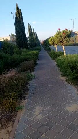 The video presents a serene, tree-lined paved sidewalk stretching into the distance under a clear blue sky. On the left side of the path, a continuous row of tall, slender cypress trees stands prominently, casting soft shadows. Below these trees, dense, green Mediterranean-style bushes border the sidewalk. On the right, similar low-lying green bushes line the pathway, behind which are smaller, lighter-barked trees adorned with vibrant red flowers, likely oleander.

The sidewalk itself is constructed from light-colored interlocking pavers arranged in a diagonal pattern, showing some scattered sand or dust at its edges. To the right of the bushes and flowering trees, a multi-lane asphalt road is partially visible, indicating a larger thoroughfare. Streetlights are visible in the distance on both sides of the road. The bright, clear daylight suggests either morning or late afternoon. No people or vehicles are visible, contributing to a tranquil and orderly atmosphere. The well-maintained landscaping suggests an urban or suburban setting, consistent with the provided location of Caesarea, Israel.