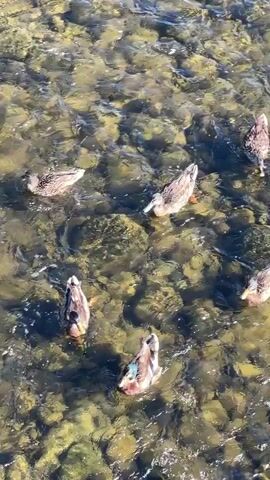 The video shows a flock of ducks swimming in a shallow, rocky stream. The water is clear, and the sunlight reflects off the surface and the stones below. The ducks are mostly mallards, with one or two showing iridescent green heads. They are spread out in the water, some with their heads submerged as if foraging, others swimming near the surface. The camera is positioned above the water, looking down at the scene.