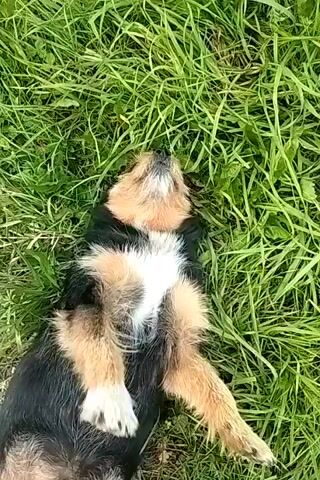 A small dog with black, brown, and white fur lies on its back in lush green grass. The dog's paws are in the air, and its mouth is open, revealing its tongue and teeth. Its eyes are closed, and it appears to be panting or exhaling. The camera is positioned directly above the dog, looking down.