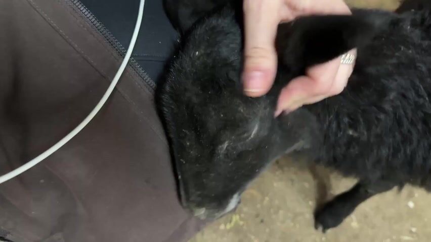 A person is petting a black lamb. The lamb is lying down next to the person, who is wearing a brown jacket and black pants. The person's hand is gently stroking the lamb's head and ears. There is a white cord visible near the jacket. The background is a dirt or concrete floor.