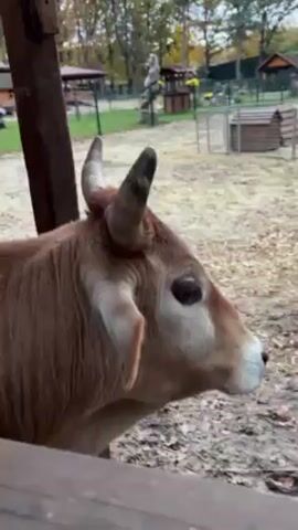 The video shows a small, light brown cow with small horns. The cow is standing near a wooden fence in what appears to be a petting zoo or farm setting. The ground is sandy and covered with fallen leaves. In the background, there are various animal enclosures, small wooden structures, and trees. The person filming reaches out to pet the cow.