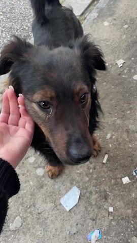 The video shows a medium-sized dog standing on a concrete surface covered with bits of white trash. The dog has mostly black fur, with brown on its face and legs. A person's hand reaches into the frame and pets the dog on the side of the neck. The dog looks up at the person and wags its tail slightly.  The edge of a grassy area can be seen in the background.