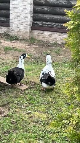 Two black and white ducks stand in a grassy yard in front of a building. The building has a gray brick base and a wood log upper section. The grass is green with patches of dirt. One duck is standing on a small wooden plank. The ducks are facing each other and appear to be looking around.