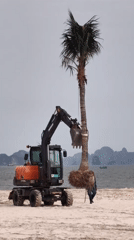 Excavator transplants palm tree on Vietnamese beach in landscaping operation