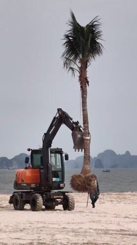 Excavator transplants palm tree on Vietnamese beach in landscaping operation