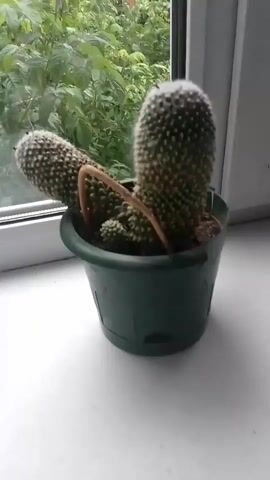 A potted cactus sits on a windowsill, with green foliage visible through the window behind it. The cactus has multiple arms, with the longest one curving down toward the center of the pot. The camera pans to the right, showing more of the greenery outside.