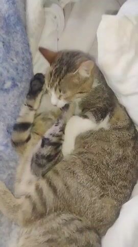 The video shows a cat sleeping. The cat is curled up on a bed covered with white and blue blankets. The cat is gray and white with tabby markings. It is lying on its back with its paws near its face.