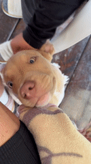 Tan puppy with blue eyes documented on porch in Kyrgyzstan