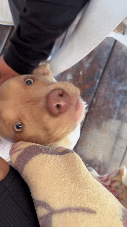 Tan puppy with blue eyes documented on porch in Kyrgyzstan