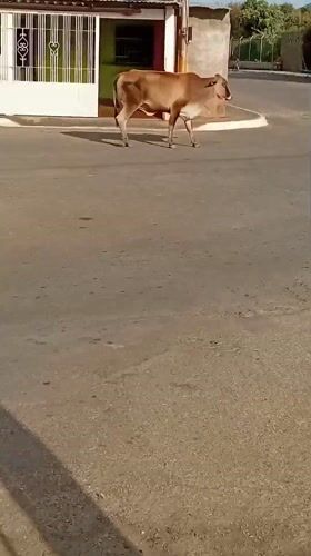 Cow wanders residential street, water-filled hole documented in Venezuela