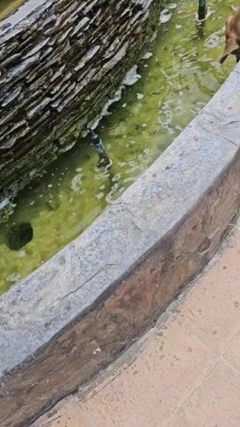 A light brown dog is drinking water from a fountain. The fountain has multiple water jets. The water in the fountain is green and has some foam. The fountain is surrounded by stone and tile. There is a red and white banner in the background with a horse graphic.