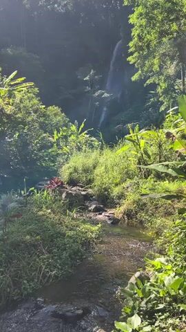 The video shows a lush green natural environment with a stream flowing in the foreground and a waterfall cascading down a rocky cliff in the background. Sunlight filters through the dense foliage, creating bright highlights and casting shadows. The vegetation includes various types of trees, ferns, and broad-leafed plants. The stream is shallow with visible rocks beneath the surface. The overall atmosphere is serene and natural.