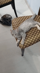 Gray tabby kitten rests on patterned chair in Baksan