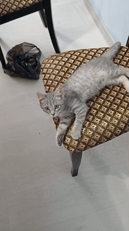 Gray tabby kitten rests on patterned chair in Baksan