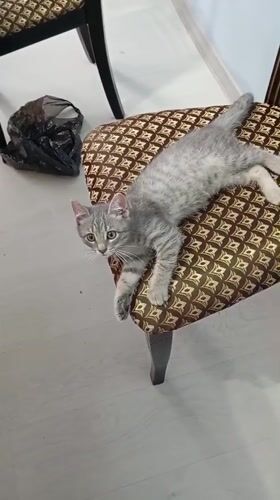 Gray tabby kitten rests on patterned chair in Baksan