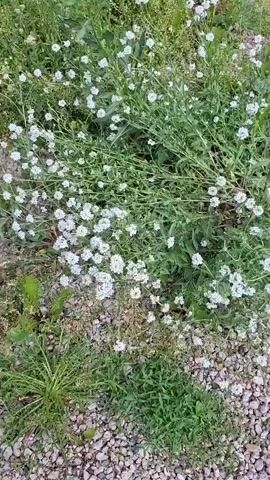 A high-angle medium shot shows a dense patch of small white flowers interspersed with green foliage and small grey and brown gravel. The flowers are clustered together, creating a frothy appearance. Some of the flowers are in full bloom, while others are still buds. The greenery varies in color from bright green to a duller, more muted shade. The gravel is scattered throughout the scene, providing a textured ground cover. The overall impression is one of a natural, untamed garden or wild area. There is no discernible activity or event taking place, as the focus is solely on the flora and ground. The time of day and weather are not specified, but the lighting suggests it could be daytime. No visible text or location cues are present within the frame.
