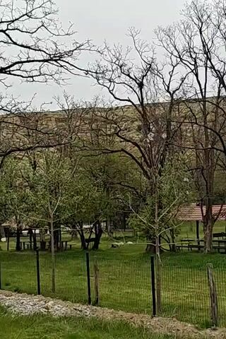 The video shows a grassy area behind a black wire fence. Within the grassy area are several picnic tables, some under covered structures. A few dogs are visible, moving around in the grass. The background features a gently sloping hill covered in trees, under an overcast sky. Bare tree branches fill the upper portion of the frame.  The ground in front of the fence appears to be gravel.