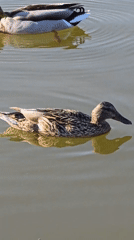 Ducks and pigeons spotted in Warsaw park pond