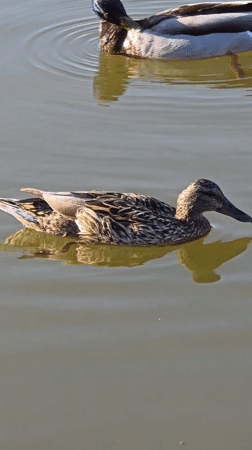 Ducks and pigeons spotted in Warsaw park pond