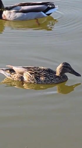 Ducks and pigeons spotted in Warsaw park pond