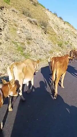 A group of cows walks single file along a paved road. The cows are of various shades of brown. The road is bordered by a steep, rocky, and sparsely vegetated hillside. The sun is shining, casting shadows on the road. The camera appears to be following the cows from behind.